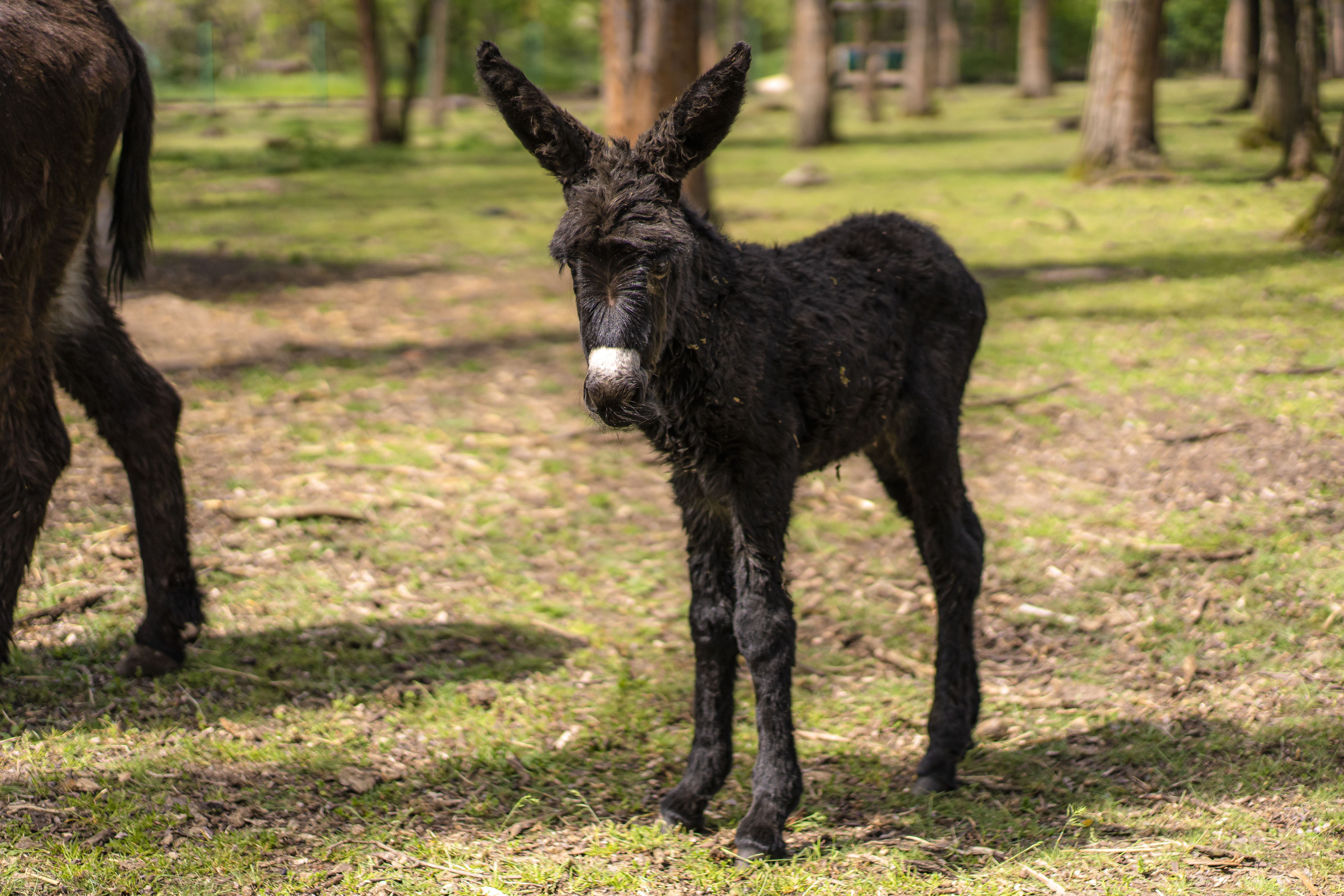 Jubileumi jövevény a Zoo Debrecenben, megszületett Maja, a parlagi szamárcsikó! - 2. kép Hírek | Online Rádió - Egy Lépéssel Közelebb Hozzád! _ LépésRádió
